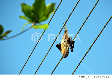 dead dried big bat on the power line dead dried big bat on the power line 15392944