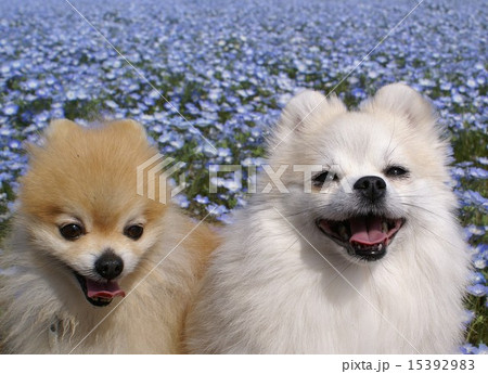 ネモフィラ　２０１５　ひたち 15392983