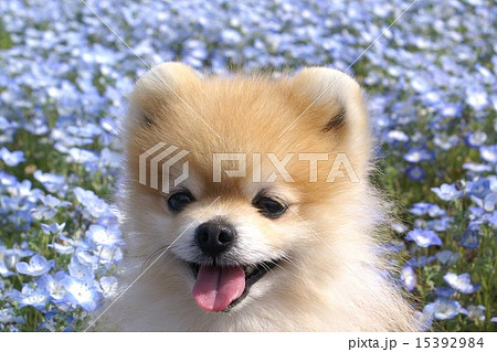 ネモフィラ　２０１５　ひたち 15392984