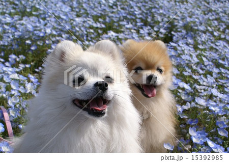 ネモフィラ　２０１５　ひたち 15392985