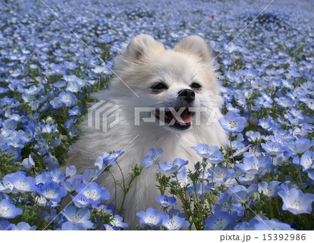 ネモフィラ　２０１５　ひたち 15392986