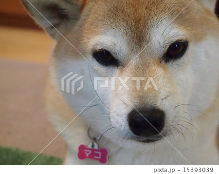 寝ぐせのマコ 15393039