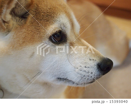 寝ぐせのマコ 15393040