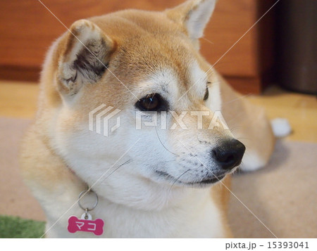 寝ぐせのマコ 15393041