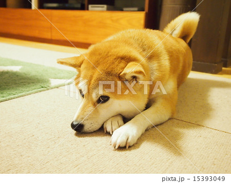 伏せするマコ 15393049