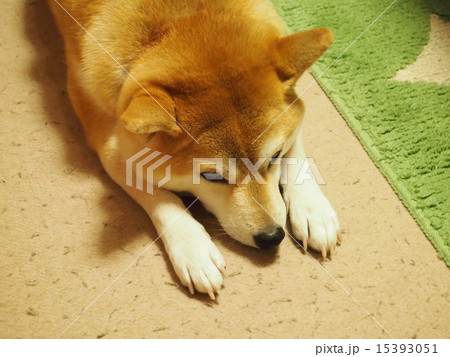 伏せするマコ 15393051