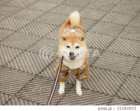 お出かけマコ お出かけマコ 15393055