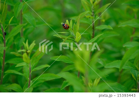 てんとう虫 15393443