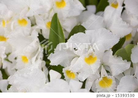 カトレアの花 15393530