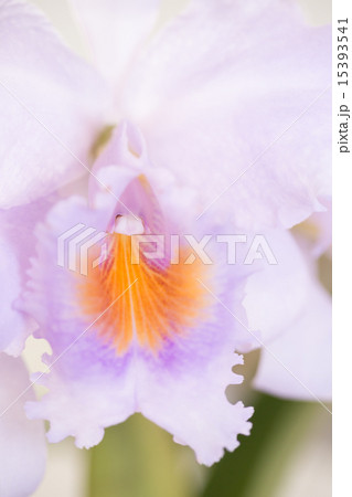 カトレアの花 15393541