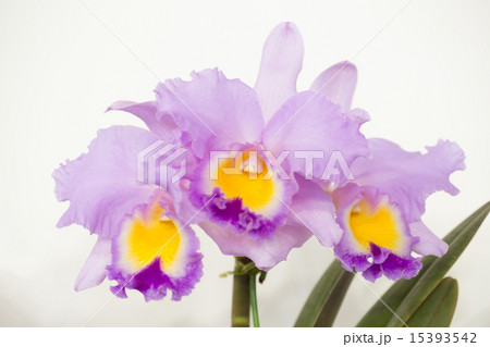 カトレアの花 15393542