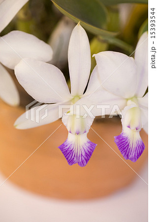 カトレアの花 15393544