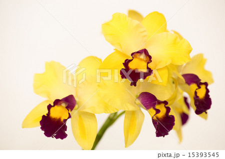 カトレアの花 15393545