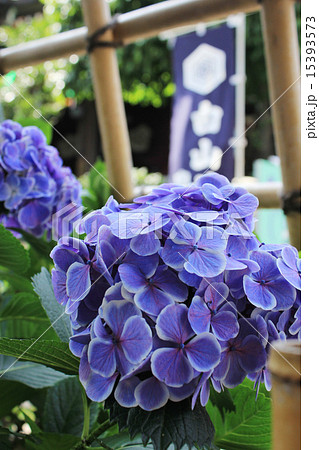 白山神社　あじさい 15393573