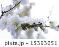 白い桜 15393651