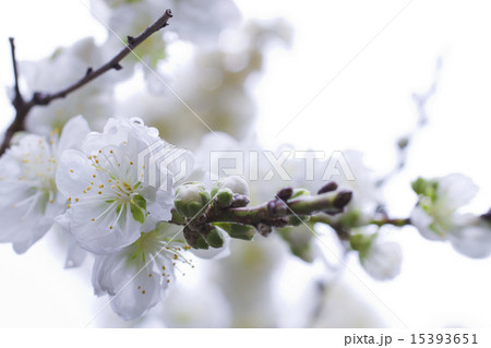 白い桜 白い桜 15393651