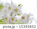 サクラ 15393652