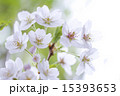 サクラ 15393653