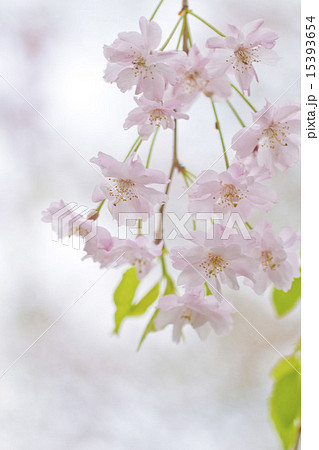 シダレザクラ 15393654