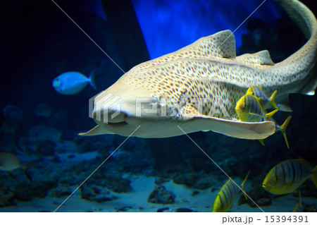 Tropical tiger shark swimming underwater 15394391