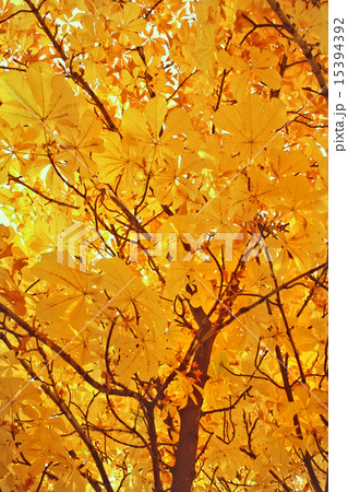 A yellow crone of a maple A yellow crone of a maple 15394392