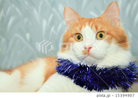 red and white cat with christmas tinsel decoration red and white cat with christmas tinsel decoration 15394907