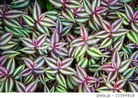 Green leaves of Tradescantia zebrina background Green leaves of Tradescantia zebrina background 15394918