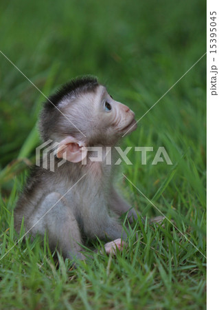 遊んでいる小猿 15395045