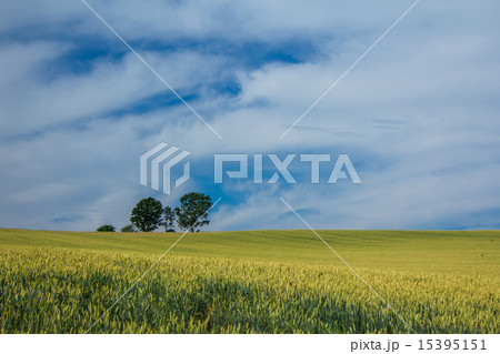 親子の木 親子の木 15395151