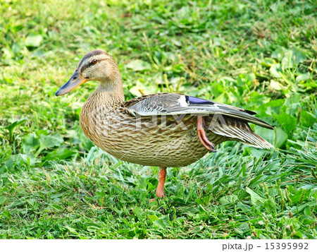 Grey mallard duck on one foot. 15395992