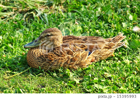 Mallard duck sitting on a green grass. 15395993