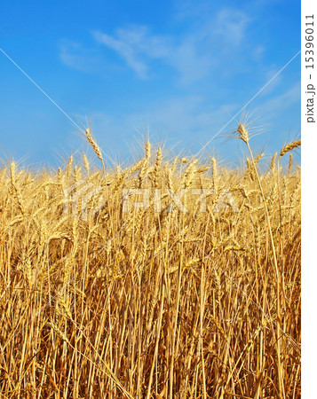 Yellow ripe wheat ears. 15396011