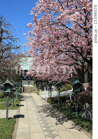 密蔵院の安行桜 15396070