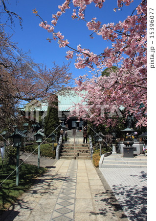 密蔵院の安行桜 15396077