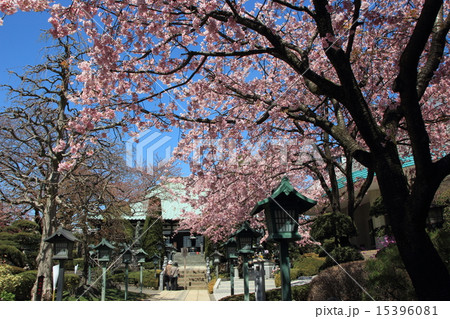 密蔵院の安行桜 15396081