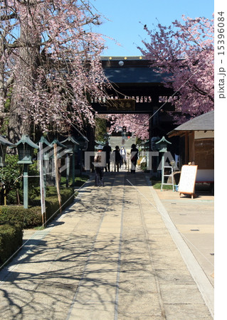 密蔵院の安行桜 15396084