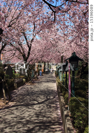 密蔵院の安行桜 15396089