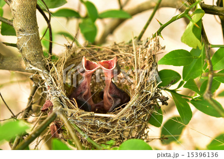 Small babies 15396136