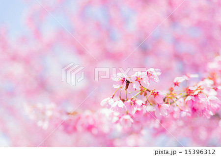 陽光桜（ヨウコウザクラ） 15396312