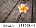 Plumeria flower on wood floors 15396344