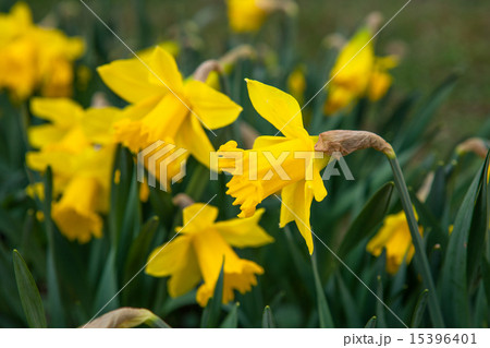 Spring flowers in nature Spring flowers in nature 15396401