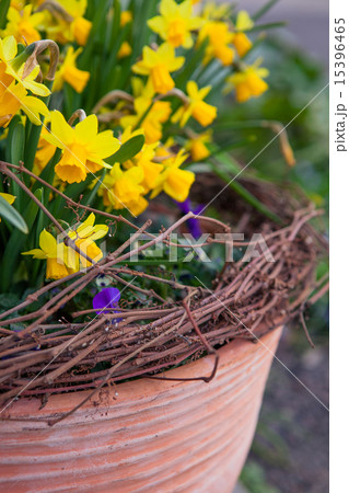 Beautiful spring flowers in a pot Beautiful spring flowers in a pot 15396465