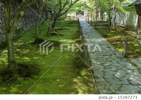 京田辺市　酬恩庵一休寺　参道の苔 15397273