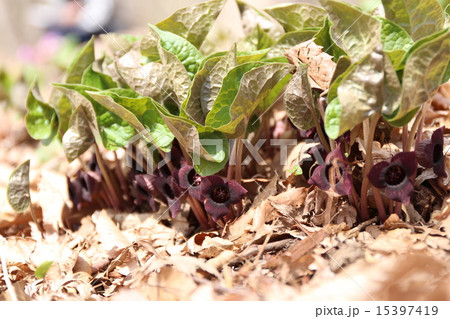 赤城自然園に咲くウスバサイシン 15397419