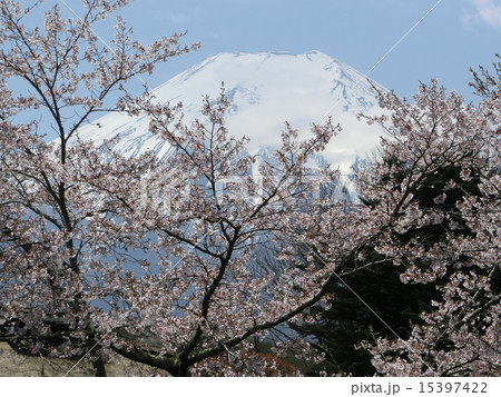 富士山と桜 富士山と桜 15397422