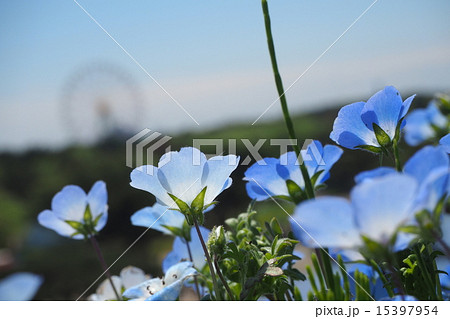 ネモフィラと観覧車 15397954