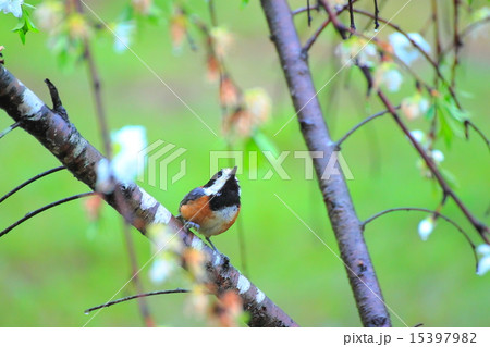 ヤマガラ 15397982