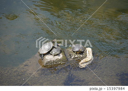 亀の甲羅干し 15397984