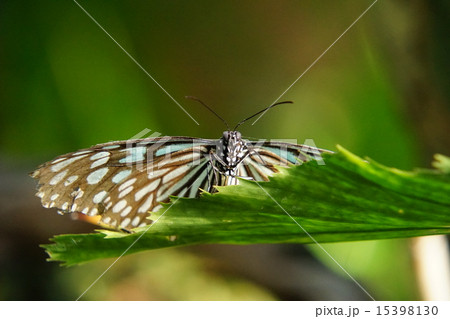 リュウキュウアサギマダラ 15398130