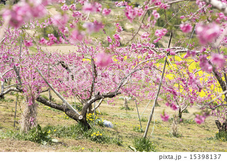 桃の花と菜の花畑 15398137